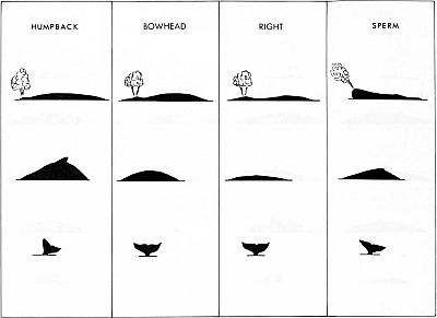 Identification features of humpback, bowhead, right and sperm whales.Linked to larger image of Figure 8b.