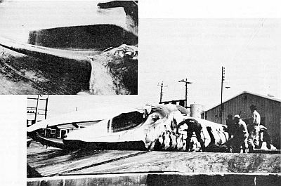 Partly flensed fin whale. Larger images linked from figure caption.