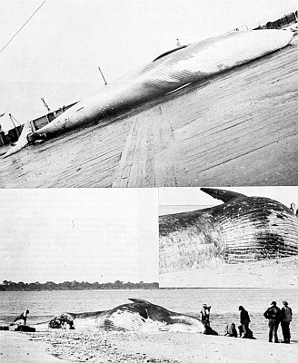 Dead and stranded sei whales. Larger images linked from figure caption.