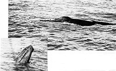 Surfacing humpback whales. Larger image of inset photo is linked from the figure caption.