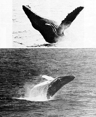 Humpback whales breaching. Linked to larger image of Figure 36.