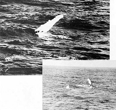 Humpback whales lying on the surface. Linked to larger image of Figure 37.