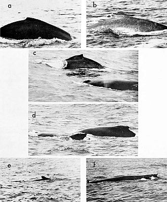 Variability of dorsal fins in humpback whales. Larger images are linked from the figure caption.
