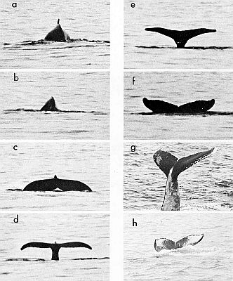 Humpback whale diving. Linked to larger image of Figure 39.
