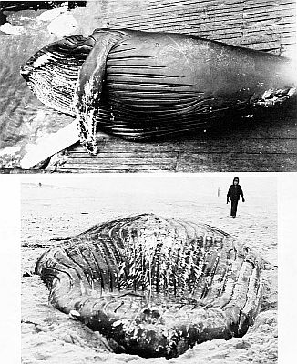 Humpback whale ventral grooves. Linked to larger image of Figure 42.