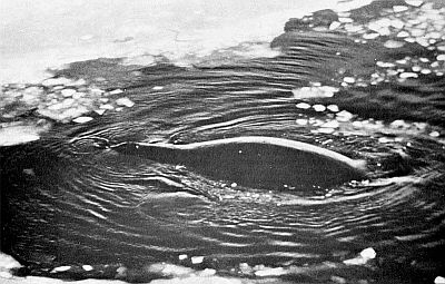 Swimming adult bowhead whale. Linked to larger image of FIgure 43.