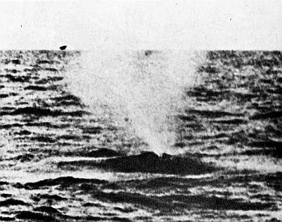 Right whale blow. Linked to larger image of Figure 47.