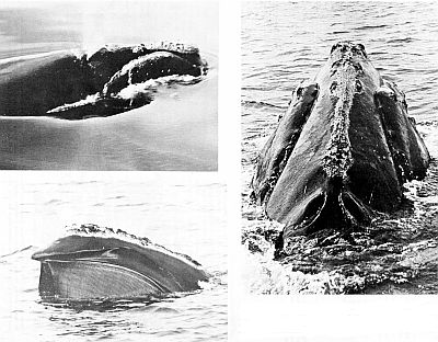 Closeup views of the heads of right whales. Larger images are linked from the figure caption.