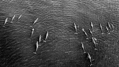 Aeriel view of a group of sperm whales. Linked to larger image of Figure 53.