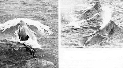 Sperm whales. Linked to larger image of Figure 55.