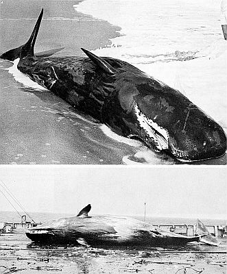 One stranded sperm whale and one dead sperm whale. Linked to larger image of Figure 58.