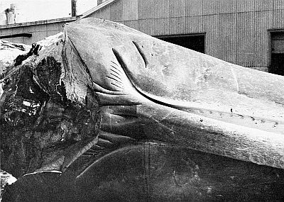 Throat and lower jaw of sperm whale.