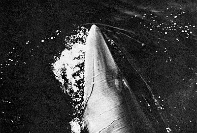 Sharply pointed head of minke whale. Linked to larger image of Figure 64.