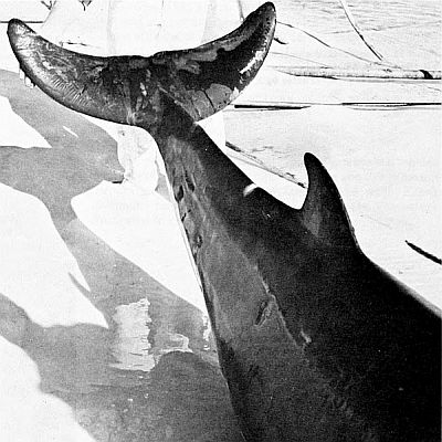 Closeup of goosebeaked whale flukes. Linked to larger image of Figure 74.