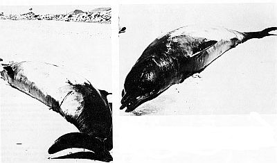 A stranded True's beaked whale. Linked to larger image of Figure 79.