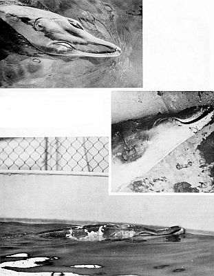 Heads of sense-beaked whales. Larger images are linked from the figure caption.