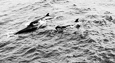 False killer whales at sea. Linked to larger image of Figure 92.