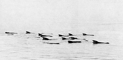 A herd of Atlantic pilot whales. Linked to larger image of Figure 97.