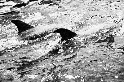 Two female Atlantic spotted dolphins. Linked to a larger image of Figure 116.