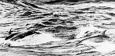 Juvenile Atlantic spotted dolphins. Linked to larger image of Figure 118.