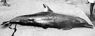 A harpooned bridled dolphin. Linked to a larger image of figure 120.
