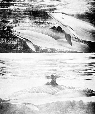 Saddleback dolphins. Linked to larger image of figure 130.