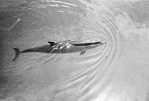 Fraser's dolphins. Linked to larger image of figure 135 (bottom).