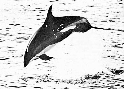 Atlantic white-sided dolphin. Linked to larger image of figure 137 (top).