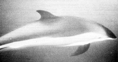 Atlantic white-sided dolphin. Linked to larger image of figure 138.