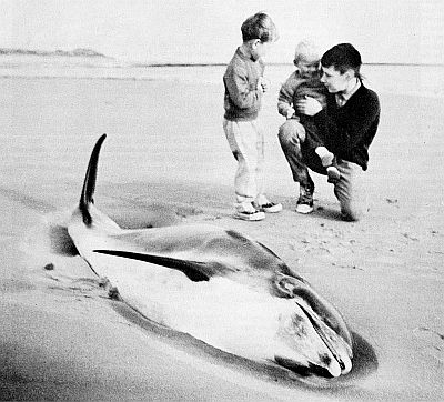 Stranded white-beaked dolphin. Linked to larger image of figure 141.
