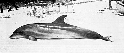 Atlantic bottle-nosed dolphin. Linked to larger image of figure 145.