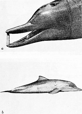 Harpooned Guiana dolphins. Linked to larger image of Figure 148.
