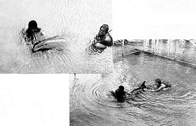 A live many-toothed blackfish. Linked ot larger image of figure 156.