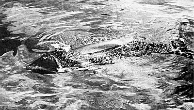 A stranded dwarf sperm whale. Linked to larger image of figure 164.