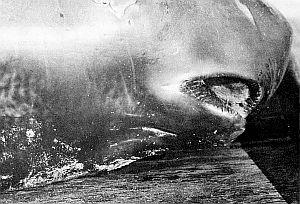 Throat detail of dwarf sperm whale. Linked to larger image of figure 165.
