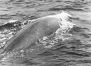 A spaghetti tag in the back of a blue whale. Linked to larger image of figure A2.