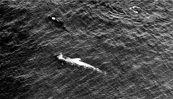 A nearly all-white pilot whale. Linked to larger image of figure A10.