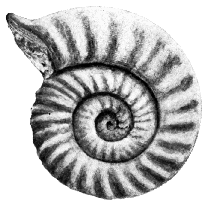 Ammonite Ammonite