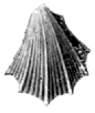 Pecten Pecten