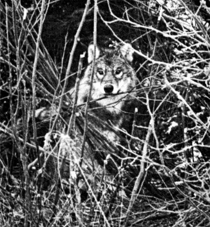 Fig. 4. Fig. 4.—Wolf caught in trap (Photo by Don Breneman)