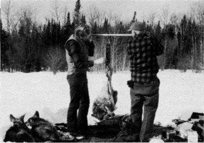 Fig. 6. Fig. 6.—Before being transported to Michigan, each wolf was weighed (USFWS Photo by Don Reilly)