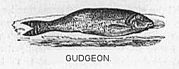Gudgeon Gudgeon