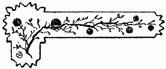 barra decorativa capítulo XVII barra decorativa capítulo XVII