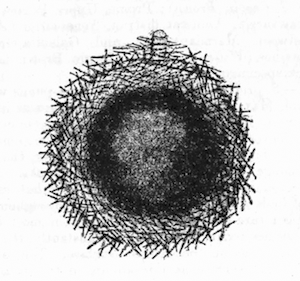 Fig. 9.—Gemmule of Spongilla proliferens as seen in optical section (from Calcutta), × 140. Illustration: Fig. 9.—Gemmule of Spongilla proliferens as seen in optical section (from Calcutta), × 140.