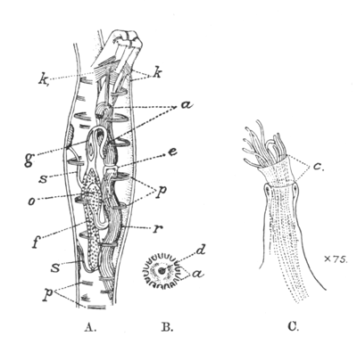 Fig. 36.—Structure of Paludicella ehrenbergi (A and B after Allman). Illustration: Fig. 36.—Structure of Paludicella ehrenbergi (A and B after Allman).