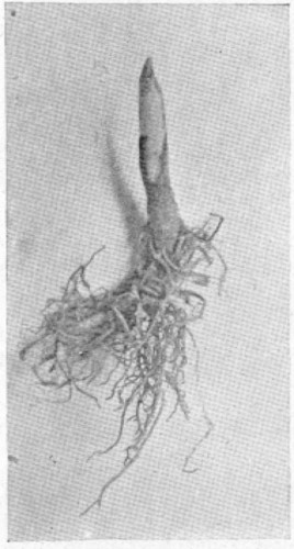 3.—AFTER A WEEK IN THE FORCING-HOUSE THE BUD BEGINS TO SWELL.