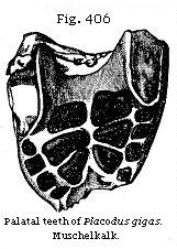 Fig. 406: Palatal teeth of Placodus gigas.
