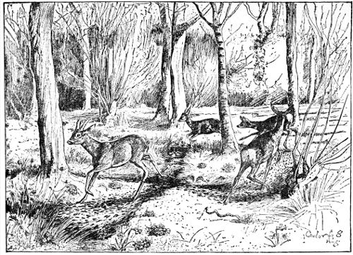 FIGURE-OF-EIGHT RING IN CAWDOR FOREST. BY J. G. MILLAIS.  FROM HIS 'BRITISH DEER AND THEIR HORNS.'  BY LEAVE OF MESSRS. SOTHERAN. FIGURE-OF-EIGHT RING IN CAWDOR FOREST. BY J. G. MILLAIS.  FROM HIS 'BRITISH DEER AND THEIR HORNS.'  BY LEAVE OF MESSRS. SOTHERAN.