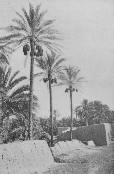 Date Palms loaded with Ripe Fruit Fig. 54.—Date Palms loaded with Ripe Fruit, Biskra, Algeria. (Year Book U. S. Department of Agriculture, 1900.)