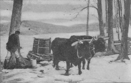 Oxen hauling Sap Fig. 29.—Oxen hauling Sap.